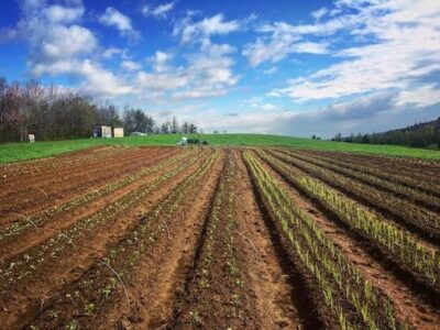 Our Re-Introduction to a Sentient World Image